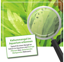 Aquariumpflanzen mit Löchern unter der Lupe, Hinweis auf Kaliummangel