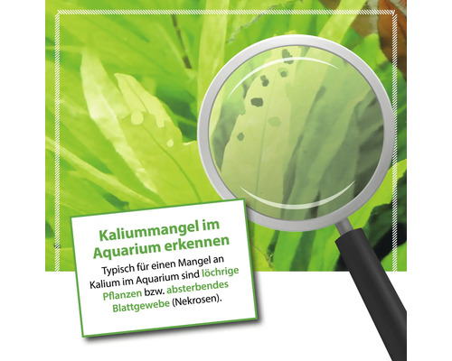 Aquarium Pflanzen mit Kaliummangel unter der Lupe