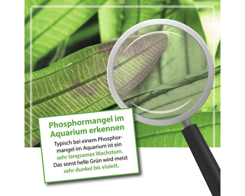 Illustration von Phosphormangel in Aquarienpflanzen mit Lupe