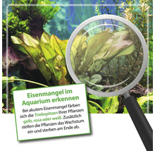 Aquarium mit Pflanzen, die Anzeichen von Eisenmangel aufweisen, vergrößert mit einer Lupe
