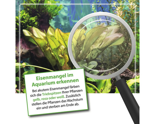Aquarium mit Pflanzen und Text zur Erkennung von Eisenmangel