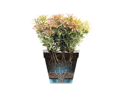 Schnittdarstellung einer japanischen Lavendelheide in einem Pflanzgefäß mit Wurzelsystem und Bewässerungssystem