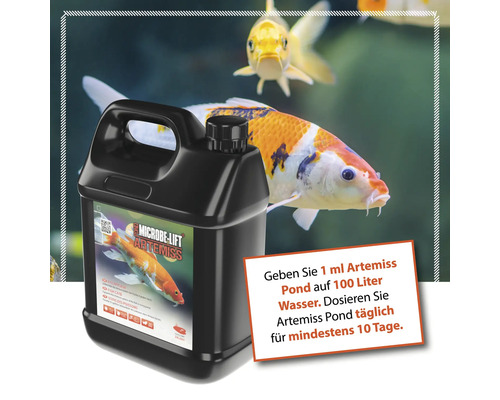 Microbe-Lift Artemiss Teichpflegeprodukt vor Koi-Fischen