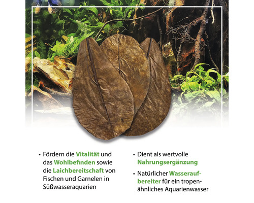 Seemandelbaumblätter im Aquarium zur Wasseraufbereitung und als natürliche Nahrungsergänzung