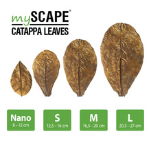 MyScape Catappa Blätter in verschiedenen Größen