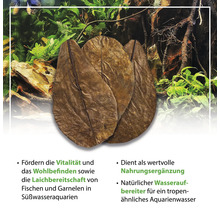 Seemandelbaumblätter zur Wasseraufbereitung und als Futterergänzung für Süßwasseraquarien