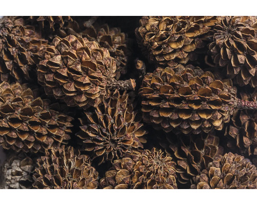 Gros plan sur des cônes d''aulne