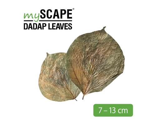 MyScape Dadap Blätter, circa 7 bis 13 cm