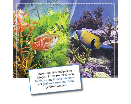 Aquarium mit Zierfischen und Korallen