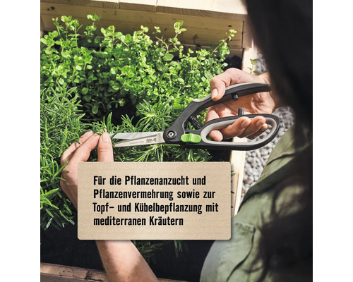 Eine Person schneidet Kräuter mit einer Gartenschere in einem Hochbeet.