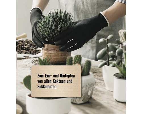 Hände mit Handschuhen pflanzen Kaktus oder Sukkulente in Topf um. Hinweis: Zum Ein- und Umtopfen von allen Kakteen und Sukkulenten.