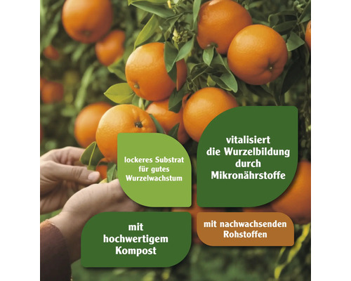 Orangenbaum mit Hinweisen zu Substrat, Wurzelbildung, Kompost und Rohstoffen