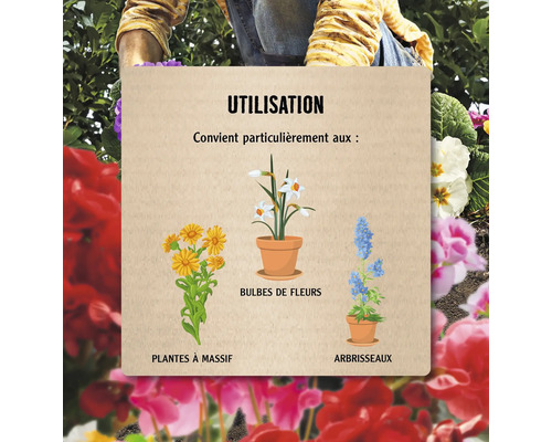 Illustration de types de plantes pour l''utilisation : plantes à massifs, bulbes à fleurs et arbustes.