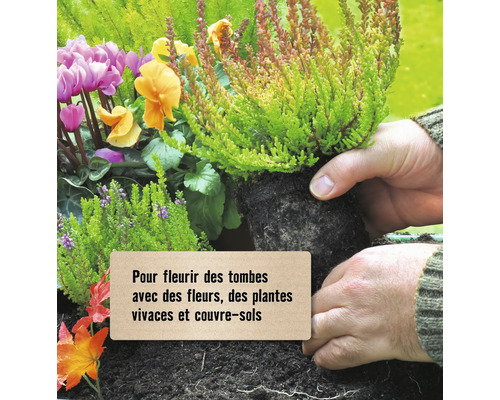 Scène avec des fleurs, des plantes vivaces et des couvre-sols pour fleurir les tombes.