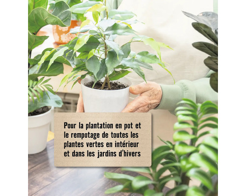 Plante en pot pour la plantation et le rempotage de toutes les plantes vertes d''intérieur et dans les jardins d''hiver