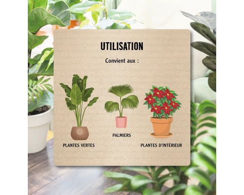 Illustration de plantes vertes, de palmiers et de plantes d''intérieur pour l''utilisation