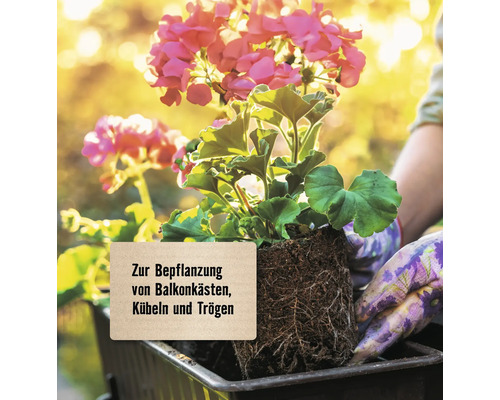 Geranienpflanze zur Bepflanzung von Balkonkästen, Kübeln und Trögen