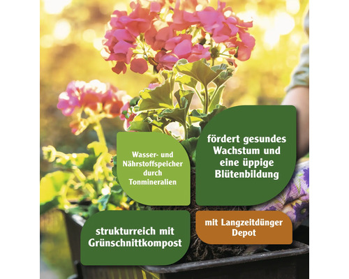 Nahaufnahme einer Geranie in Pflanzenerde mit Hinweisen zu den Eigenschaften der Erde.