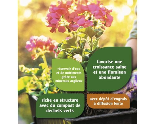 Gros plan d''un géranium avec des informations sur l''approvisionnement en eau, les nutriments et le compostage