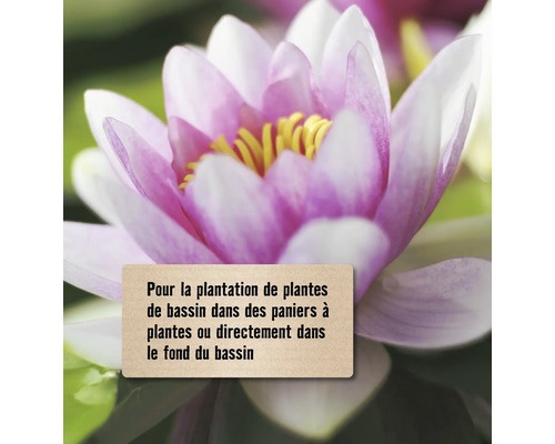 Gros plan d''un nénuphar avec la note pour la plantation de plantes de bassin.