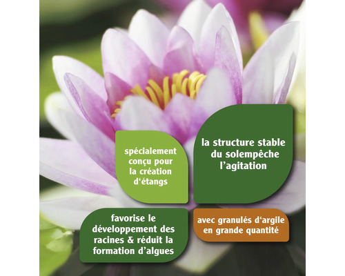 Nénuphar avec des informations sur le terreau pour bassin