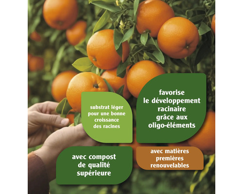 Oranger avec informations sur le substrat, le compost et les ingrédients