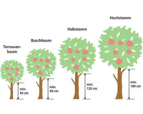 Illustration verschiedener Obstbaumtypen nach Stammhöhe