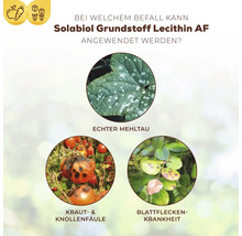 Anwendungsbereiche von Solabiol Grundstoff Lecithin AF: Echter Mehltau, Kraut- und Knollenfäule, Blattfleckenkrankheit