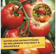 Tomaten an der Pflanze, Textfeld mit Informationen zur natürlichen Unterstützung bei der Bekämpfung von Kraut- und Braunfäule