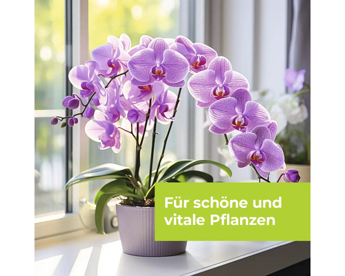Orchidee im Topf auf einer Fensterbank