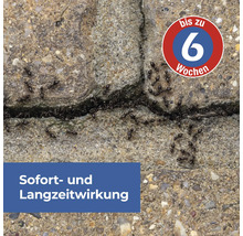 Ameisen auf Beton mit Hinweis auf bis zu 6 Wochen Wirkdauer