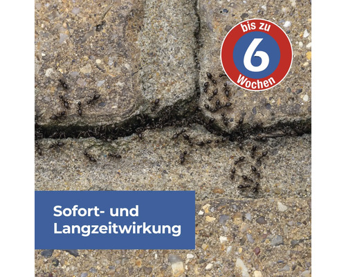 Ameisen auf Beton mit Hinweis auf bis zu 6 Wochen Wirkdauer