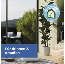 Zimmerpflanze im Topf mit Siegel geeignet für Innenräume