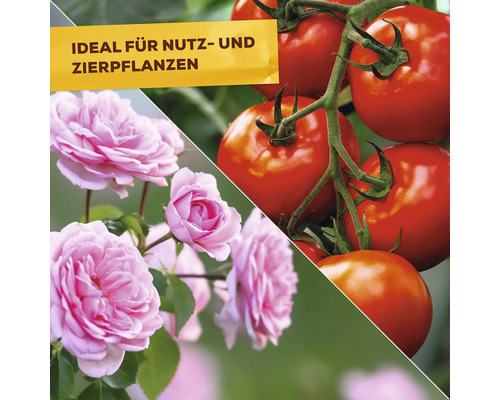 Image de roses et de tomates, adaptées aux plantes utiles et ornementales