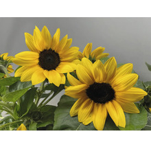 Gros plan de tournesols avec des feuilles vertes