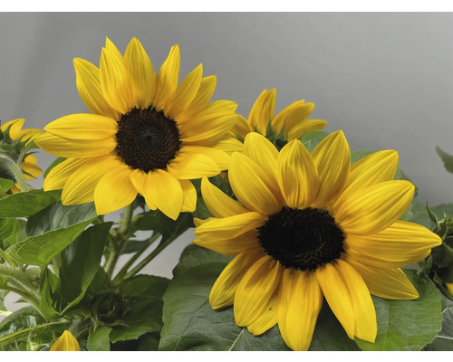 Gros plan de tournesols avec des feuilles vertes