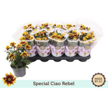 Plateau de chrysanthèmes en pot