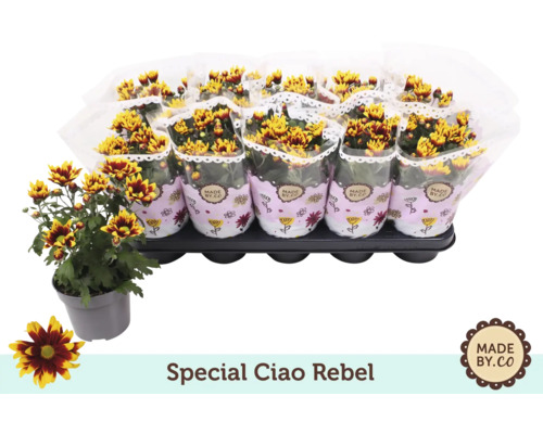 Plateau de chrysanthèmes en pot