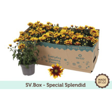 Chrysanthèmes en carton et en pot