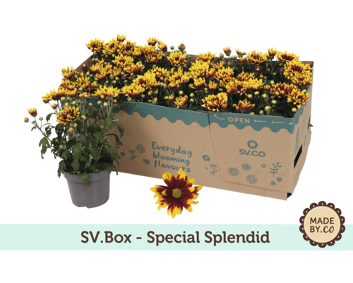 Chrysanthèmes en carton et en pot