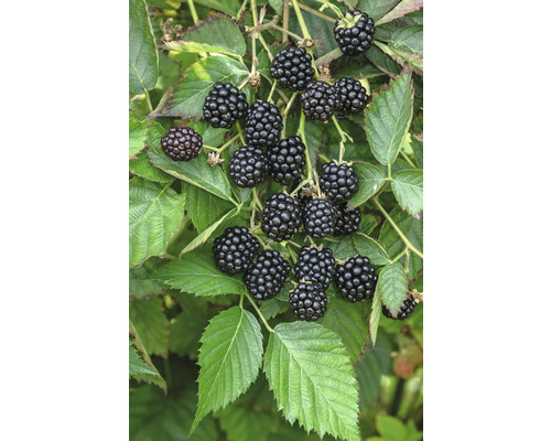 Mûrier bio Hof:Obst Rubus fruticosus 'Loch Ness' h 30-40 cm p 15 cm