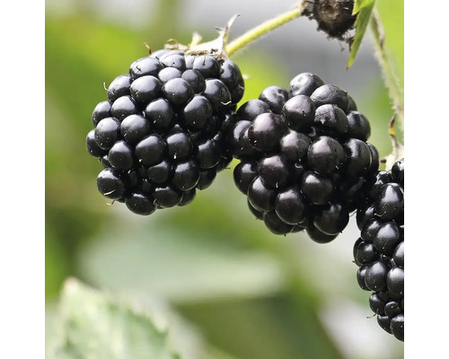 Mûrier bio sans épines Hof:Obst Rubus fruticosus 'Navaho' h 30-40 cm p 15 cm