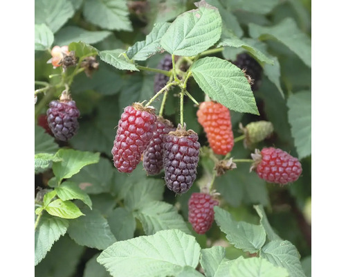 Mûrier-framboisier bio Hof:Obst Rubus fruticosus 'Tummelberry' h 30-40 cm p 15 cm