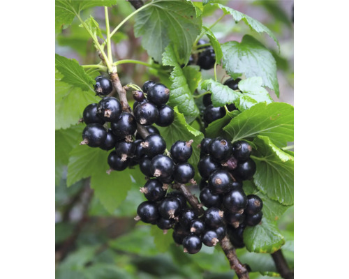 Bio Schwarze Johannisbeere Hof:Obst Ribes nigrum 'Ben Sarek' H 30-40 cm T 15 cm Schwarze Johannisbeeren an einem Zweig mit Blättern