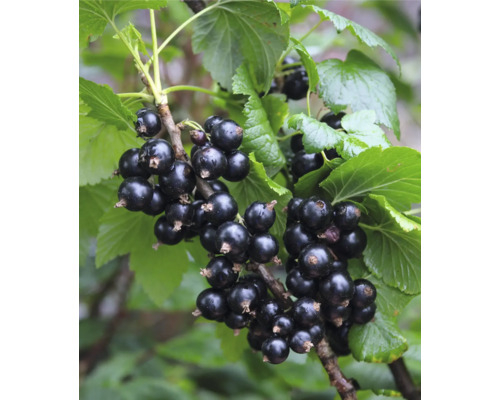 Bio Schwarze Johannisbeere Hof:Obst Ribes nigrum 'Ben Sarek' H 30-40 cm T 15 cm