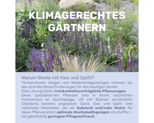 Klimagerechte Gartengestaltung mit Kies und Splitt sowie trockenheitsverträglichen Pflanzen.