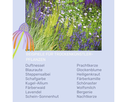 Beispiele für trockenheitsresistente Pflanzen mit Duftnessel, Blauraute, Steppensalbei, Schafgarbe und Kugel-Allium.