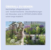 Trois vues paysagères avec des parterres de plantes vivaces durables, nécessitant peu d''entretien et résistantes à la sécheresse, avec des minéraux.