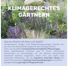 Jardinage adapté au climat avec des plantes résistantes à la sécheresse, du gravier et du gravillon