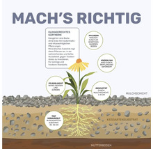Illustration d''un jardin de gravier avec des plantes résistantes à la sécheresse, une couche de paillis et un substrat profondément enraciné